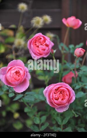 Lachsrosa Strauch Englische Rose (Rosa) Boscobel blüht in einem Garten Stockfoto