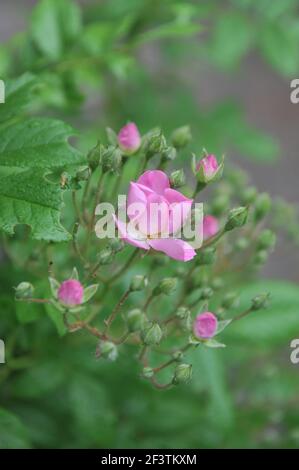 Hellrosa Polyantha Rose (Rosa) Blush Rambler blüht in einem Garten im Juni Stockfoto