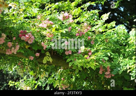 Hellrosa Polyantha Rose (Rosa) Blush Rambler blüht auf einem Pergola im Garten im Juni Stockfoto