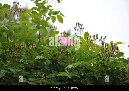 Hellrosa Polyantha Rose (Rosa) Blush Rambler blüht auf einem Pergola im Garten im Juni Stockfoto