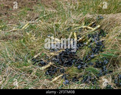 Eine Sammlung von gebrauchten britischen Armee Soldaten Geschosshüllen auf Ein Scharfschützenpunkt nach einer militärischen Übung Stockfoto