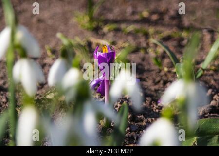 Ein Krokus im Hintergrund wächst im Garten bei sonnigem Wetter. Selektiver Fokus und Schärfe Stockfoto