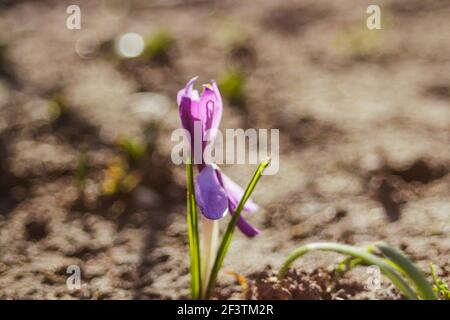 De Focus eine Safranblüte wächst im Garten bei sonnigem Wetter. Violette Frühlingsblume wächst im Bett. Unscharfer brauner Hintergrund. Bokeh. Nicht fokussiert Stockfoto