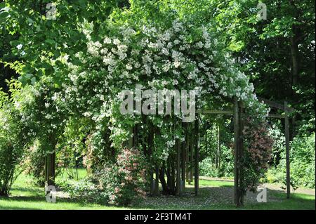 Weiße Hybride Wichurana Rose (Rosa) Bobbie James blüht auf einem Hölzerne Pergola im Garten im Juni Stockfoto