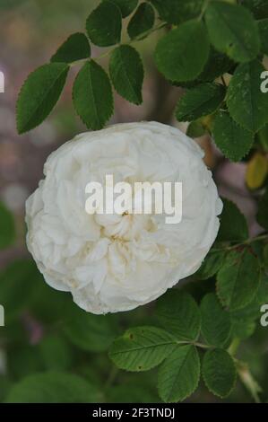 Weiße historische Damaszenrose (Rosa) Botzaris blüht in einem Garten Im Juni Stockfoto