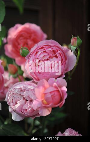 Lachsrosa Strauch Englische Rose (Rosa) Boscobel blüht in einem Garten Stockfoto