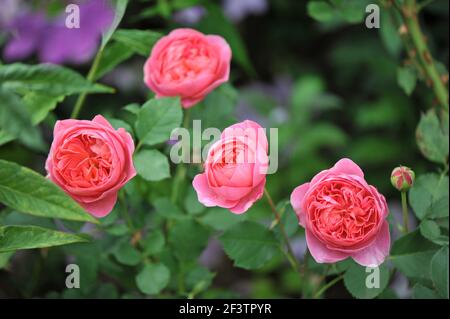 Lachsrosa Strauch Englische Rose (Rosa) Boscobel blüht in einem Garten Stockfoto