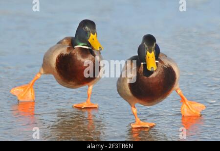 TANZEN AUF EIS . MALLARD ENTEN SCHLÜPFEN AUF DEM GEFRORENEN TEICH BEI BAFFINS, PORTSMOUTH, HANTS. 2013 Stockfoto