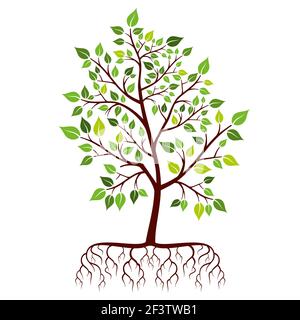 Baum mit Wurzeln und grünen Blättern. Natur Pflanzenzweig. Vektorgrafik Stock Vektor