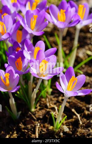 Lila Crocus Vernus Blume spähen durch die Wiese und Mulch im Frühjahr Stockfoto