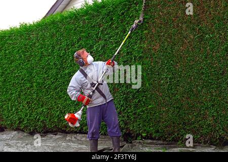 Ein männlicher Gärtner trägt eine Maske, Stacheln und Ohrenschutz, der eine Zedernhecke mit einem lang handhabenen Baumschnitt beschneidet. Lower Mainland, B. C., Kanada. Stock Foto. Stockfoto