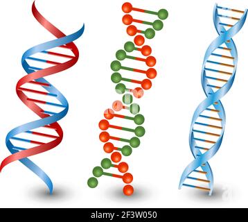 DNA-Stränge. Vektor auf dem weißen Hintergrund Stock Vektor