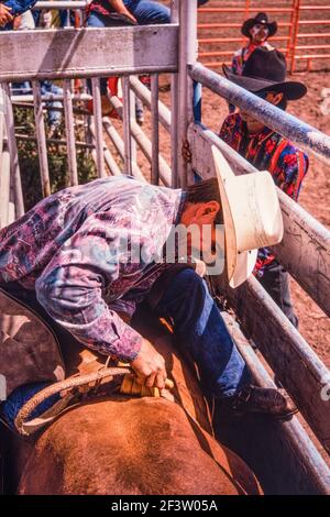 Ein Cowboy, der bei einem Rodeo-Bull-Riding-Event antritt, sitzt auf dem Bullen in der Bucking-Rutsche und passt seine Takelage an. Der Rodeo-Clown wartet in der Arena. Stockfoto