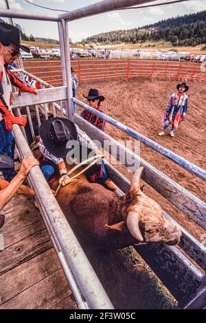 Ein Cowboy, der bei einem Rodeo-Bull-Riding-Event antritt, sitzt auf dem Bullen in der Bucking-Rutsche und passt seine Takelage an. Der Rodeo-Clown wartet in der Arena. Stockfoto