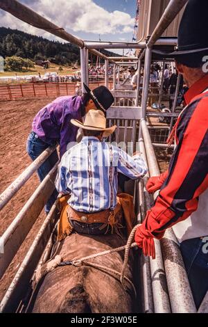 Ein Cowboy, der bei einem Rodeo-Bull-Riding-Event antritt, sitzt auf dem Bullen in der Bucking-Rutsche und passt seine Takelage an. Stockfoto