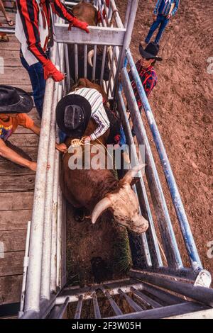 Ein Cowboy, der bei einem Rodeo-Bull-Riding-Event antritt, sitzt auf dem Bullen in der Bucking-Rutsche und passt seine Takelage an. Stockfoto