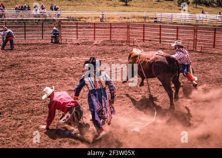 Die Rodeo-Clowns oder Stierkämpfer lenken den Bullen ab, um den Cowboy zu schützen, nachdem er bei einem Kleinstadtrodeo in New Mexico abgekuckt wurde. Stockfoto