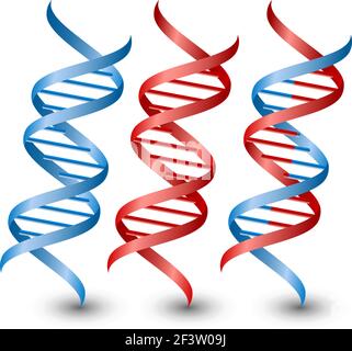 DNA-Stränge. Vektor auf dem weißen Hintergrund Stock Vektor