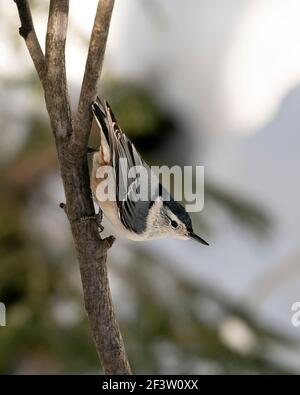 Weiß-gestrahlte Nuthatch Nahaufnahme Profil auf einem Zweig mit einem verschwommenen Hintergrund in seiner Umgebung und Lebensraum thront. Bild. Bild. Hochformat. Stockfoto