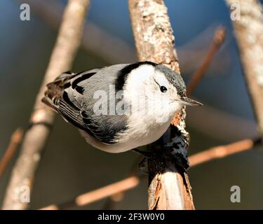 Weiß-gestrahlte Nuthatch Nahaufnahme Profil mit einem unscharfen Hintergrund in seiner Umgebung und Lebensraum thront. Bild. Bild. Hochformat. Foto. Stockfoto