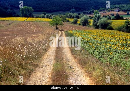 Unbefestigte Straße in der Toskana, Italien Stockfoto