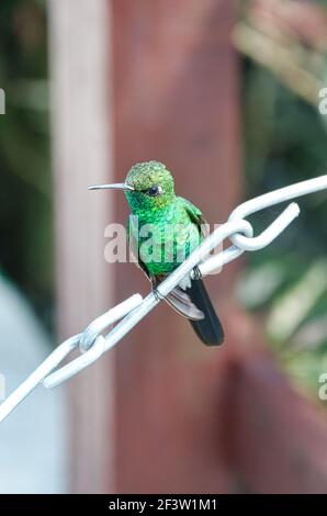 Kubanischer Smaragd-Kolibri Stockfoto