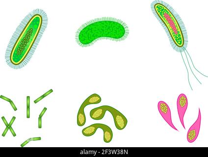 Bakterien und Viruszellen isoliert. Stock Vektor