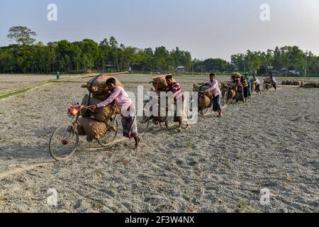 Dhaka, Bangladesch. März 2021, 17th. Bangladeschische Bauern tragen Kartoffeln auf ihren Fahrrädern in einem Dorf in Munshigonj, nahe Dhaka, Bangladesch, 17. März 2021. (Foto von /Sipa USA) Quelle: SIPA USA/Alamy Live News Stockfoto