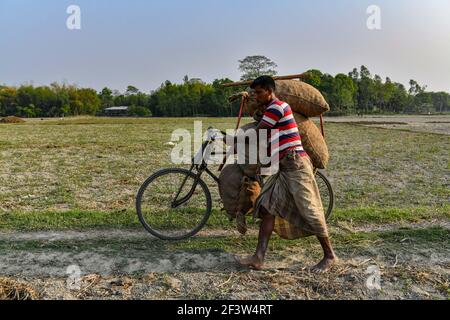 Dhaka, Bangladesch. März 2021, 17th. Bangladeschische Bauern tragen Kartoffeln auf ihren Fahrrädern in einem Dorf in Munshigonj, nahe Dhaka, Bangladesch, 17. März 2021. (Foto von /Sipa USA) Quelle: SIPA USA/Alamy Live News Stockfoto