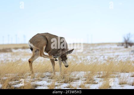Maultier Hirsch mit abgeworfenen Geweih im Schnee Stockfoto