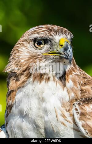 Frontale Nahaufnahme eines weiblichen Rotschwanzfalken, während sie nach Beute scannt. Stockfoto