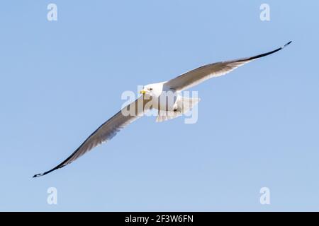 Wunderschöne Kopf-an-Aufnahme einer Möwe, die durch den Himmel ragt. Seine Flügel schneiden den Rahmen auf der Diagonale in einer majestätischen Komposition während der Suche nach Th Stockfoto