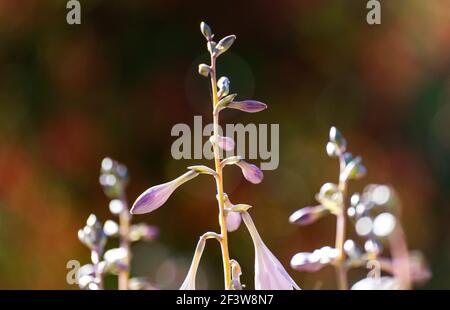 Nahaufnahme von blühenden alpinen rosa wildfowers Stockfoto