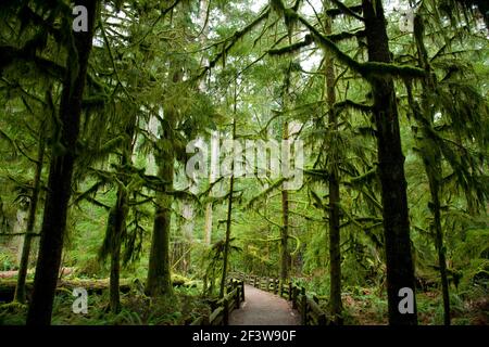 Pfad durch einen moosigen Regenwald (Cathedral Grove, MacMillan Provincial Park, Vancouver Island, British Columbia) Stockfoto