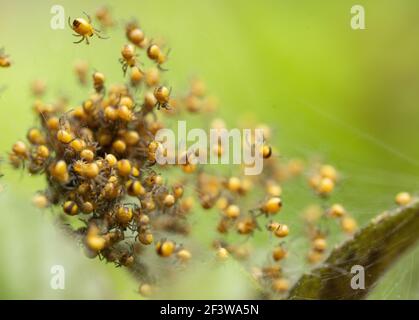 Baby Spinnen schlüpfen in einem Bündel auf einem Baum Ast Stockfoto