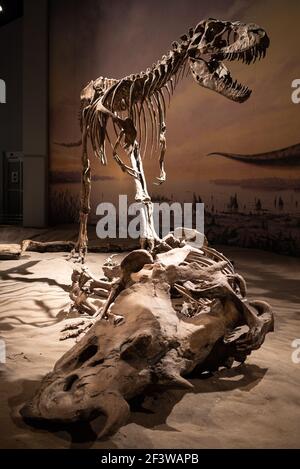 Dinosaurier-Skelett-Ausstellung im Royal Tyrrell Museum, Drumheller, Alberta, Kanada Stockfoto