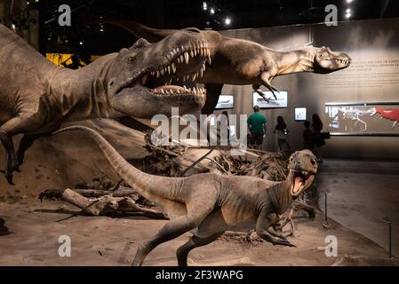 Dinosaurier-Skelett-Ausstellung im Royal Tyrrell Museum, Drumheller, Alberta, Kanada Stockfoto