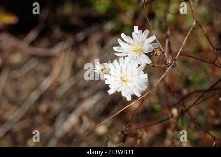 Blütenstände von Cliff Aster, Malacothrix saxatilis, Asteraceae, mehrjährig im Topanga State Park, Santa Monica Mountains, Winter. Stockfoto