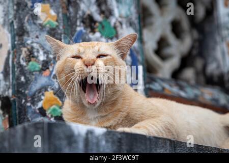 Eine gähnende Katze sitzt auf einer Betonplatte im berühmten Tempel Wat Arun in Bangkok, Thailand. Stockfoto