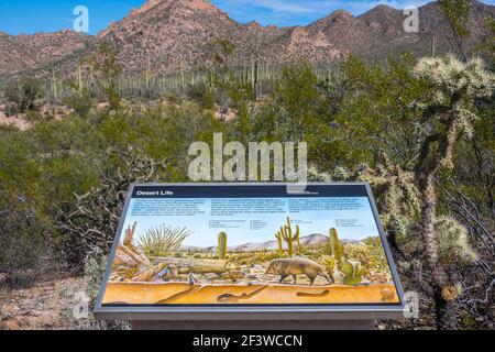 Saguaro NP, AZ, USA - 16. November 2019: Das Wüstenleben Stockfoto