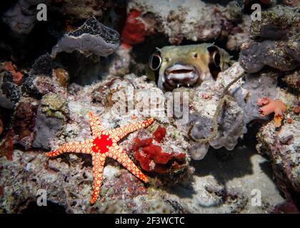 Roter Seestern auf dem Hintergrund einer verschwommenen Silhouette von Ein kurioser Burrfish im Indischen Ozean Stockfoto