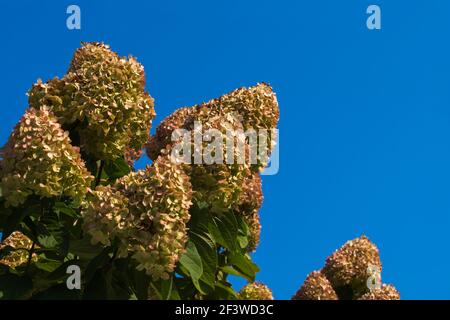Pyramidenförmige, abgerundete Knospen aus Hortensien mit Zitronenblüten mit blassrosa Spitzen auf einem Hintergrund von reinem hellblauem Morgenhimmel. Natürlicher organischer Rücken Stockfoto