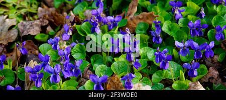 Duftende Viola odorata wächst in der freien Natur. Holz violett , süß violett, Englisch violett, gemein violett, Floristen violett, Garten violett Stockfoto