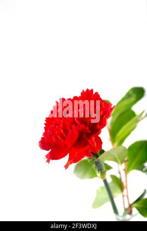 Eine frische rote Nelkenblume in Glasvase auf weißem Hintergrund. Nahaufnahme. Hintergrund und Textur. Stockfoto