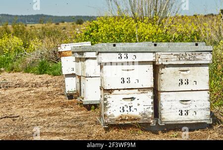 Bienenstöcke mit Bienen in der Nähe blühender Mandelbäume Stockfoto