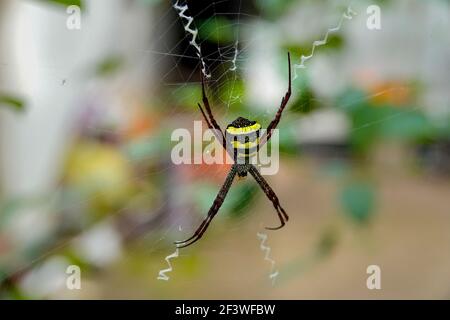 Das Makrobild von Orb-Weberspinne, Schreibspinne, Signature-Spinne, Gartenspinne auf einem grünen nassen Blatt mit Bokeh-Hintergrund. Stockfoto