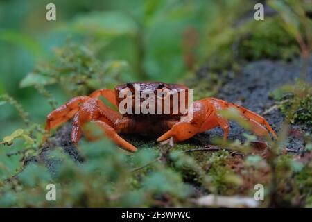 Orangerote Krabbe in Kerala, regnerischer Monsun-Tag in der Wildnis Stockfoto