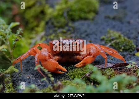 Orangerote Krabbe in Kerala, regnerischer Monsun-Tag in der Wildnis Stockfoto