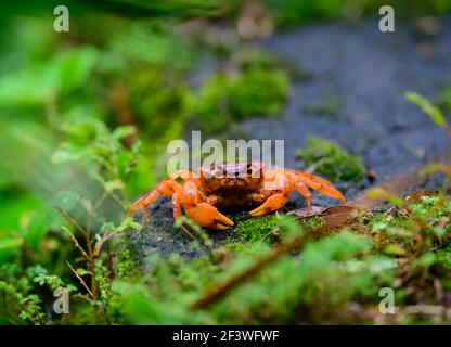 Orangerote Krabbe in Kerala, regnerischer Monsun-Tag in der Wildnis Stockfoto