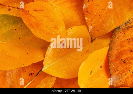 Leuchtend orange Herbstblätter, Nahaufnahme Detail von oben Stockfoto